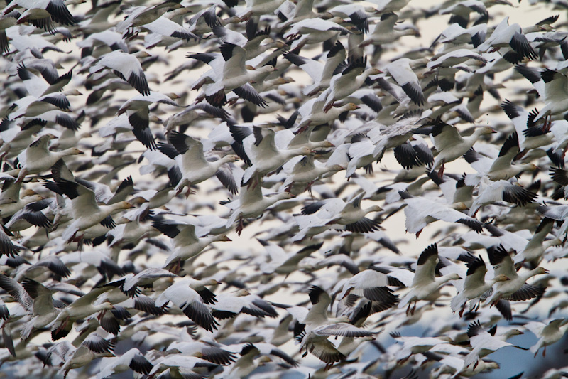 Snow Geese In Flight